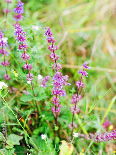 Purple wildflowers growing on lawn. Macro  closeup view. Fresh summertime nature.