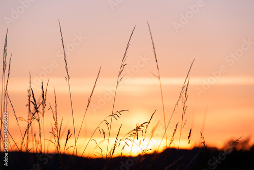 Weed grass silhouette at sunset in summer  pink sky background