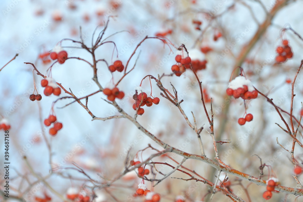 tree, nature, spring, branch, blossom, flower, red, winter, pink, plant, snow, cherry, bloom, season, sky, branches, berry, flowers, white, autumn, cold, bloom, natural, beautiful ,, winter, red, berr tree, nature, spring, branch, blossom, flower, red, winter, pink, plant, snow, cherry, bloom, season, sky, branches, berry, flowers, white, autumn, cold, bloom, natural, beautiful ,, winter, red, berr