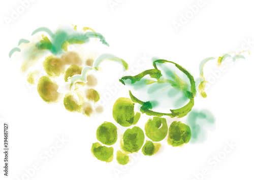 黄緑色のブドウの手描き筆書きイラスト　マスカット2房