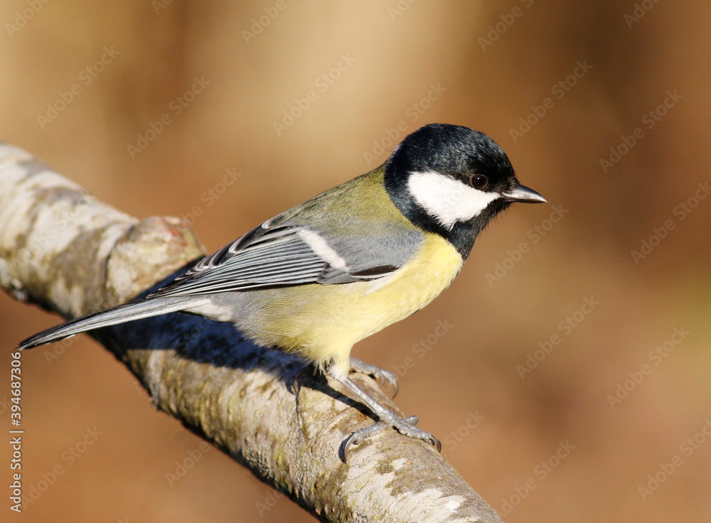 Great tit