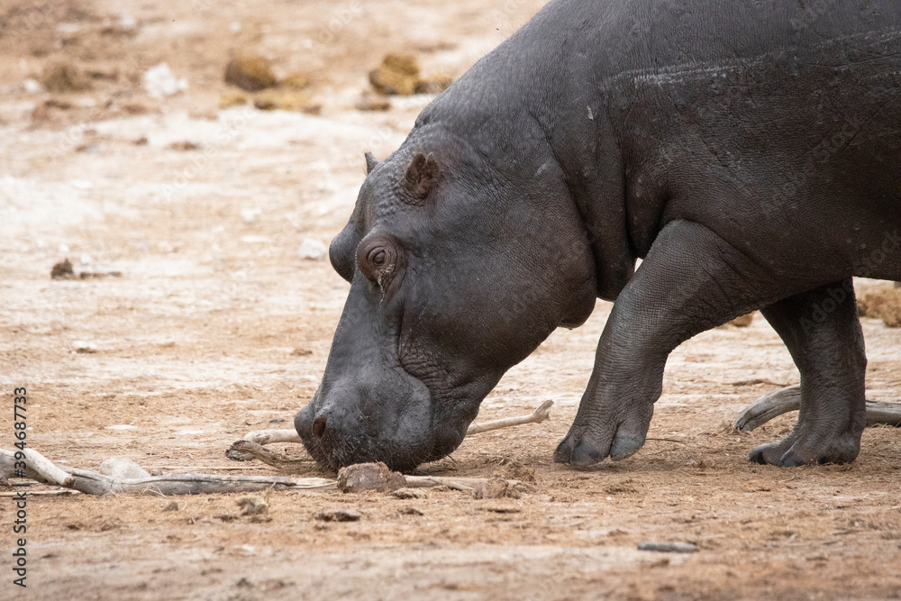 Hippo Hippo