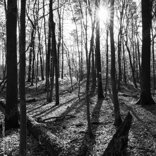 Wald in schwarz weiß