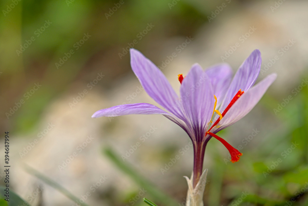 Flower of Crocus cartwrightianus, Crete Flower of Crocus cartwrightianus, Crete