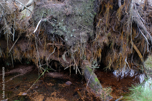 Photos The stump of an uprooted tree in a marsh