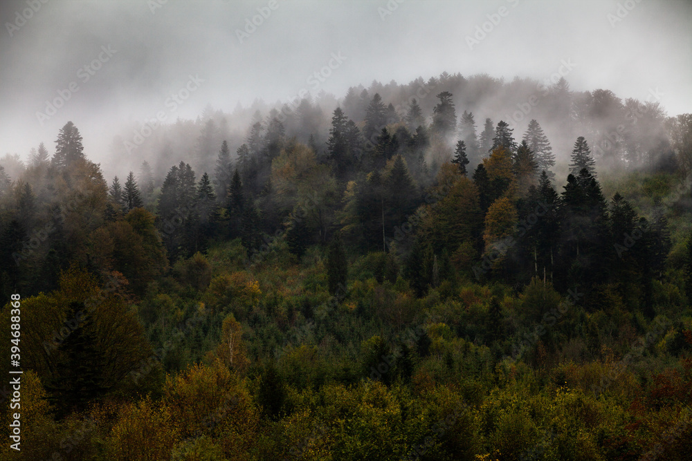 Jesienny las we mgle, Bieszczady, Polska - obrazy, fototapety, plakaty 
