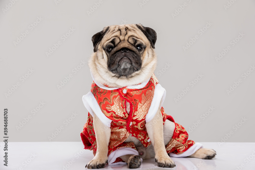 Happy dog pug breed in Chinese New Year costume for Happy and lucky year  Stock Photo | Adobe Stock