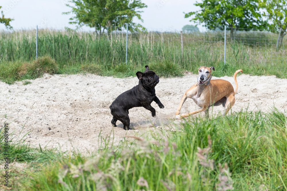 Französische Bulldogge spielt mit Galgo Französische Bulldogge spielt mit Galgo