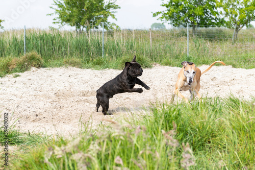 Spielender Galgo mit French Bulldog © Heidi Bollich