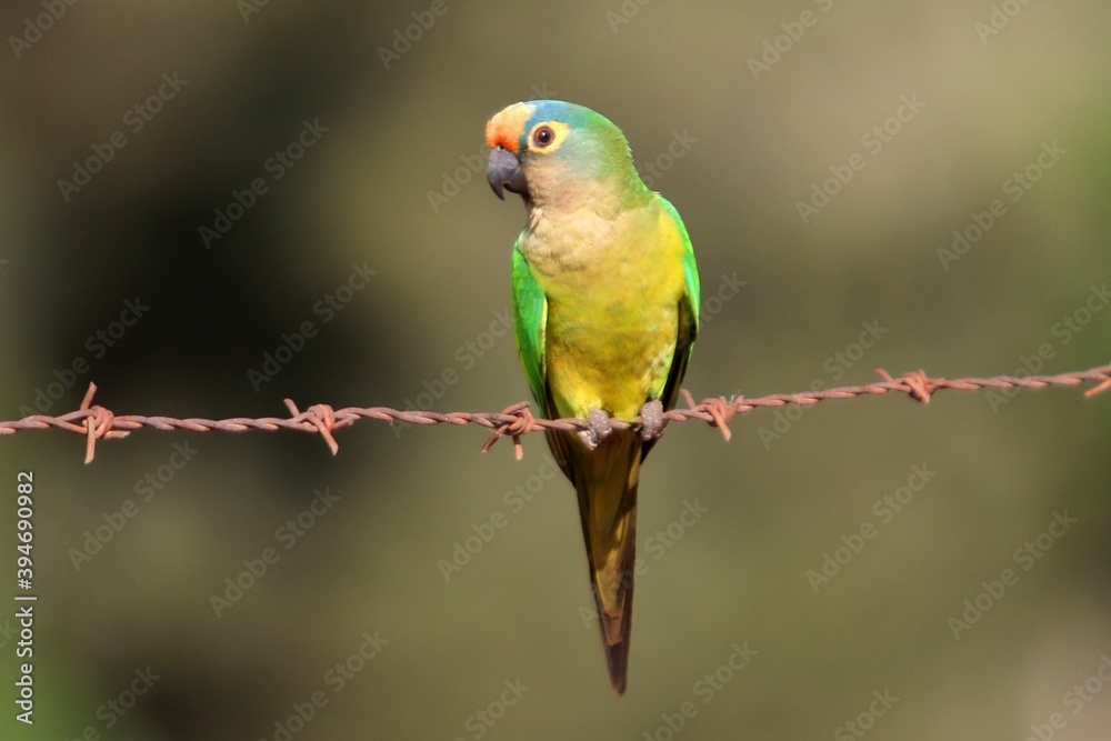 
parakeet in southern Minas Gerais, Brazil