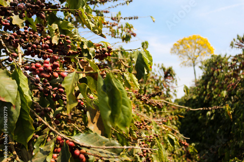 
Coffee and plantations in southern Minas Gerais, Brazil