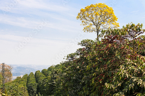 
Coffee and plantations in southern Minas Gerais, Brazil