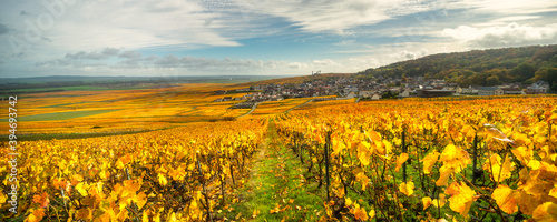 Bright autumn colors in Champagne vineyards, France