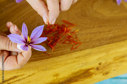 Woman's hand separates of stamens from a flower saffron. photo