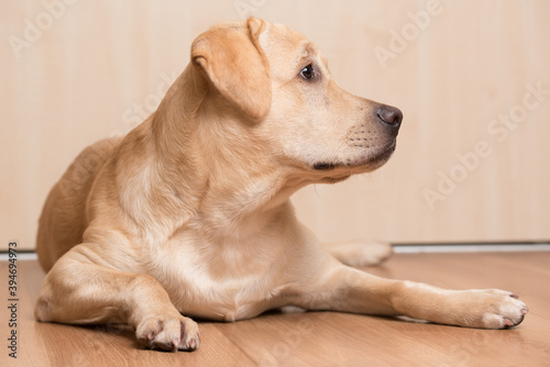 Beauty labrador retriever dog lie in the room