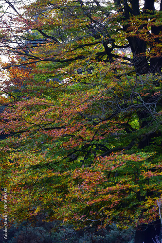 Autumn colours