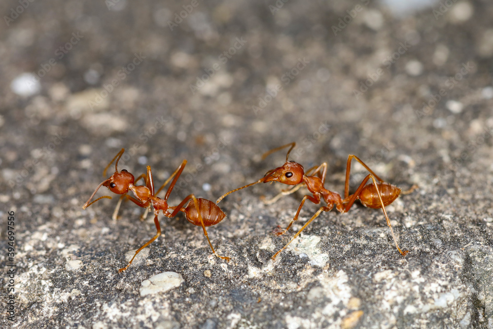 Close up red ant on cement floor at thailand