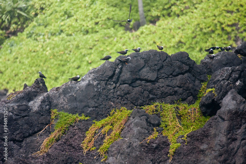 View of Black Noddy, Anous minutus, in Hawaii photo