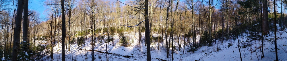 panorama of trees in the forest in winter when the trees are free of leaves.
