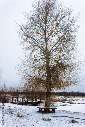 An image of a nice winter tree. Lonely tree and wooden bridge over the frozen pond. Winter landscape.