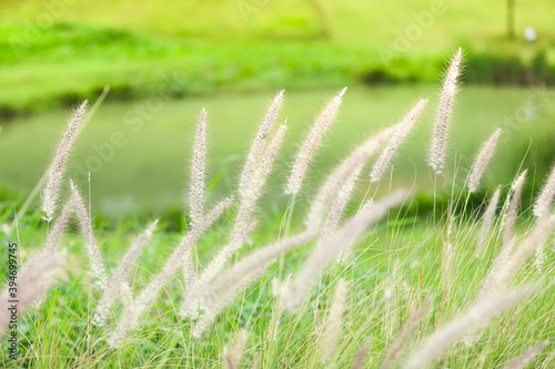 Closeup nature view of grass flowers on blurred greenery background in garden, Green nature background, Nature spring grass background texture