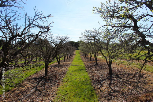 An orchard before spring where the trees are just beginning to leaf. Between two rows of trees.
