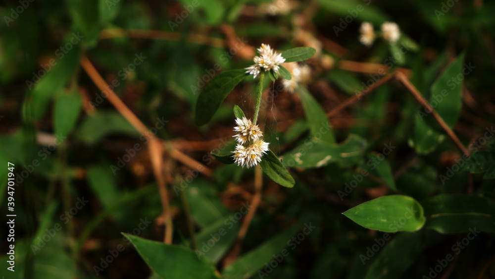 Closeup shot of wild white flower surrounded by spider web