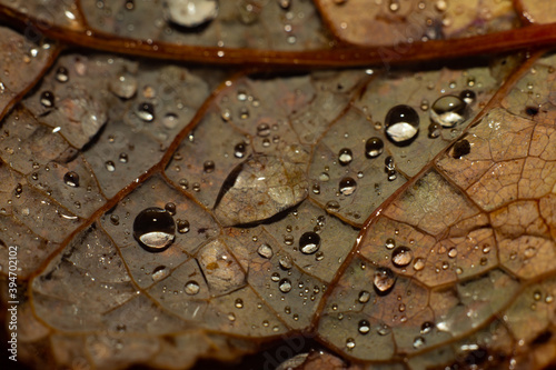 A closeup macroshot of a yellow brown leaf with rain water drops.
