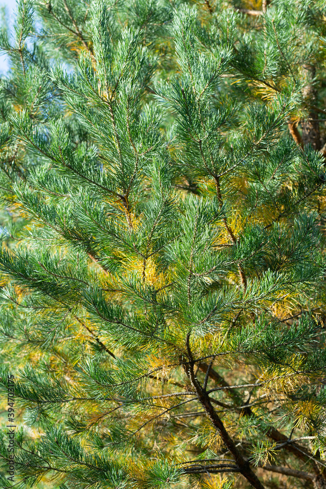Branches of fir tree, close-up, blurred background. Sunny bright day, sun shines through the trees. Branches of fir tree, close-up, blurred background. Sunny bright day, sun shines through the trees.