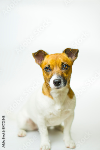 Portrait of a beautiful dog Jack Russell Terrier breed