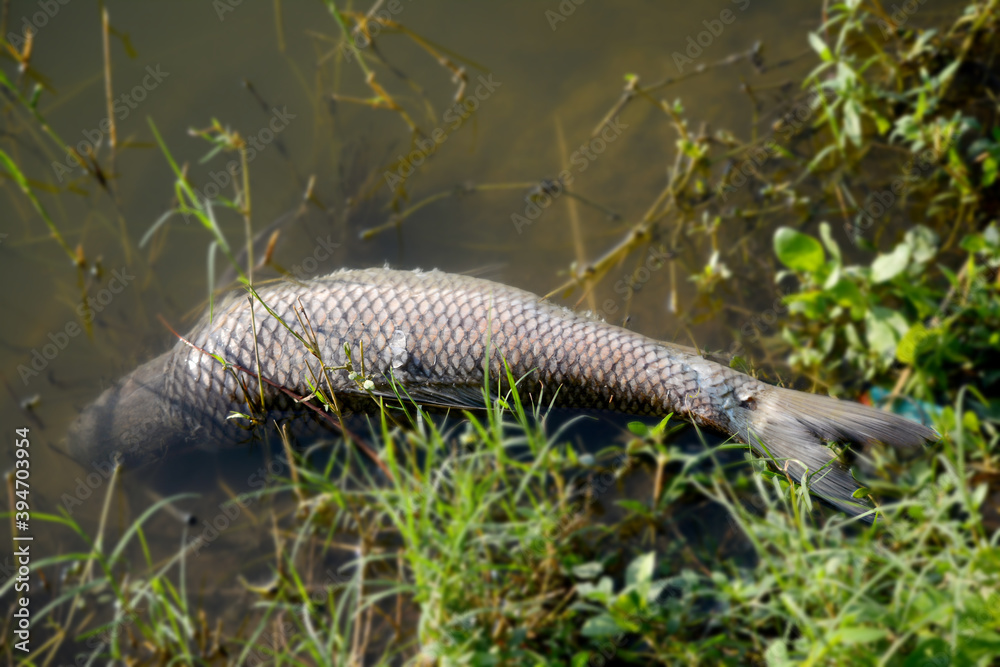 Dead fish in polluted pond, ecological disaster Dead fish in polluted pond, ecological disaster