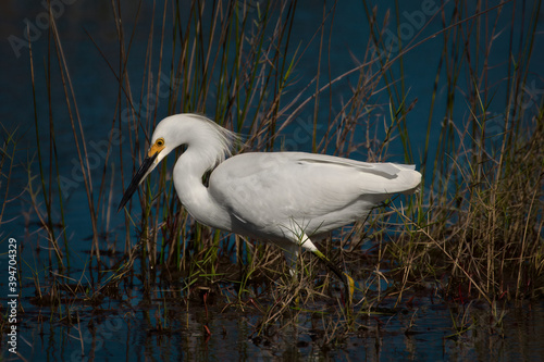 Snowy Egret Foraging In the Shallow Water Off Black Point Wildlife Drive In Titusville, FL, USA