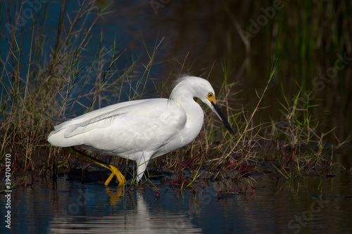 Snowy Egret Foraging In the Shallow Water Off Black Point Wildlife Drive In Titusville, FL, USA