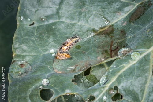 Nahaufnahme einer Raupe auf einem Weißkohl Blatt in einem Wassertropfen ertrunken, Deutschland photo