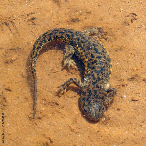 sharp ribbed newt, pleurodeles waltl photo