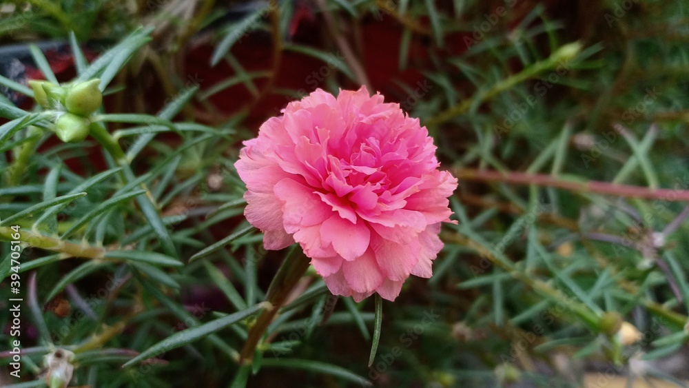 Macro photo of beautiful pink flower with lots of petals Macro photo of beautiful pink flower with lots of petals