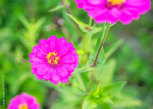 Gerbera or daisy flower