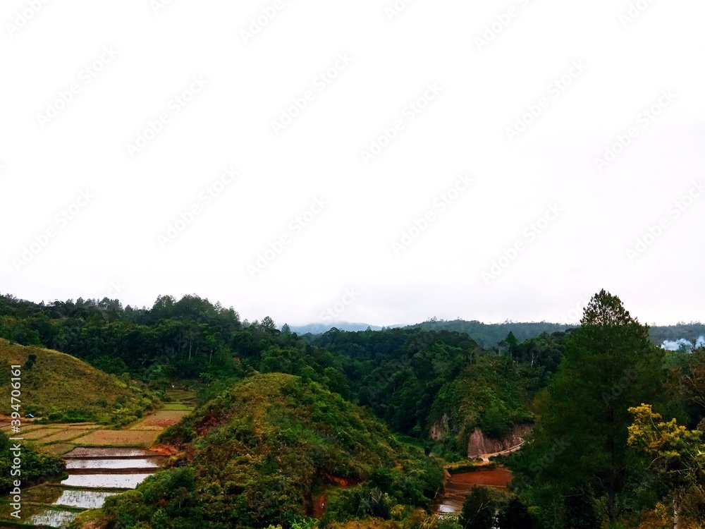 rice terraces in island