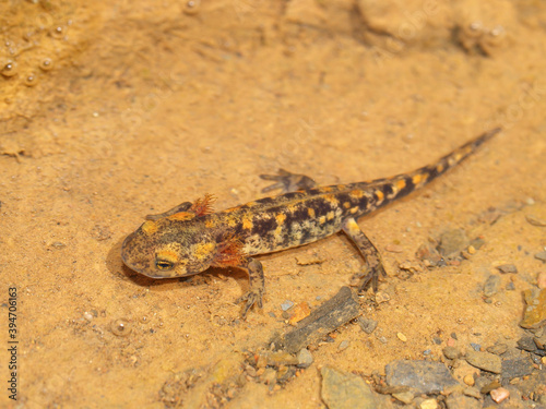 salamandra salamandra, spotted salamander photo