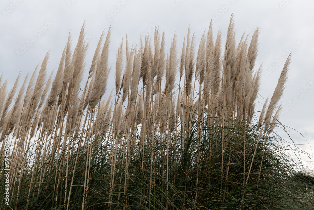 Fototapeta premium すすき