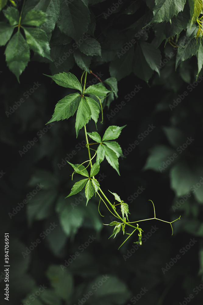 Natural background from wild grapes. Green ivy leaves on the wall close-up. Sunlit loach on a dark background. Space for copy and design. Natural background from wild grapes. Green ivy leaves on the wall close-up. Sunlit loach on a dark background. Space for copy and design.