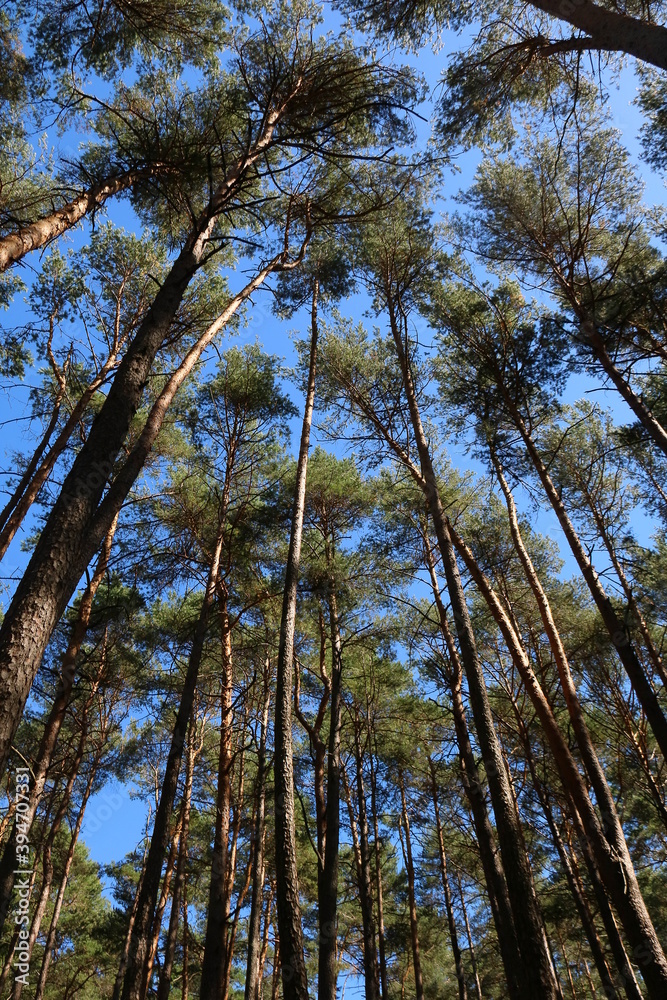 Im Wald Im Wald