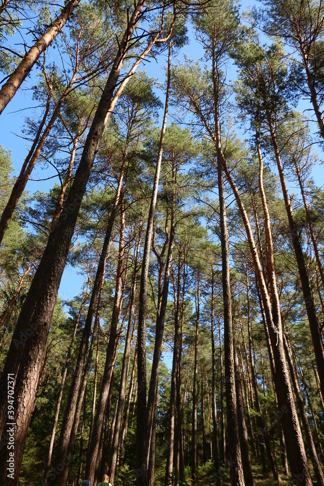 Im Wald Im Wald