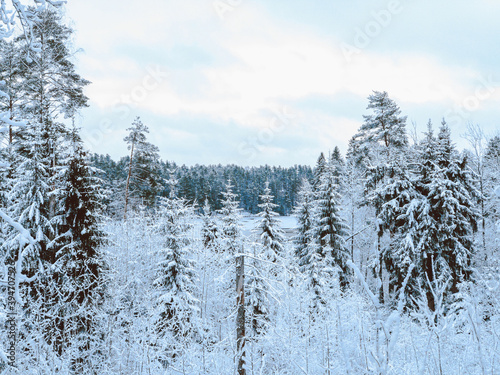 snow covered trees