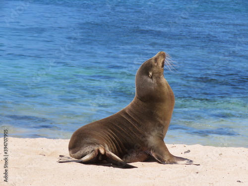 Seal on the Galapagos Islands, Ecuador