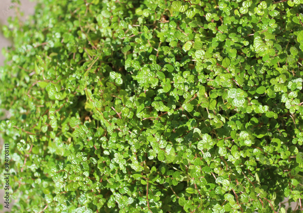 Obraz premium Bubikopf