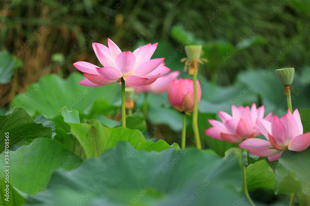 Beautiful pink lotus, close-up photos