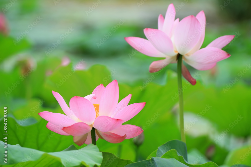 Beautiful pink lotus, close-up photos