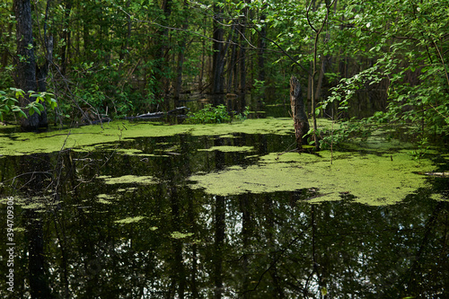 wooded oxbow lake with duckweed flooded during the spring flood