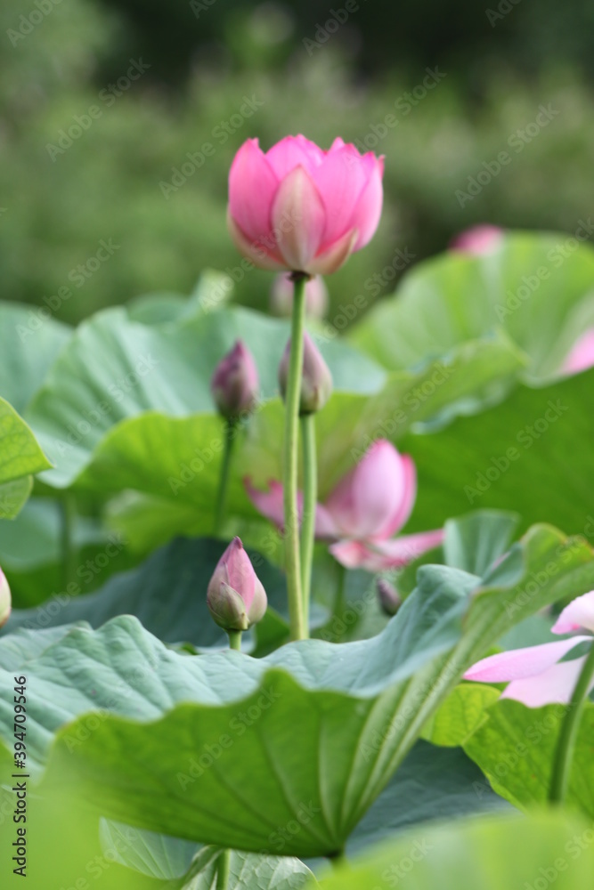 lotus, lotus lake, flower, pink flower, beauty, nature, petals,